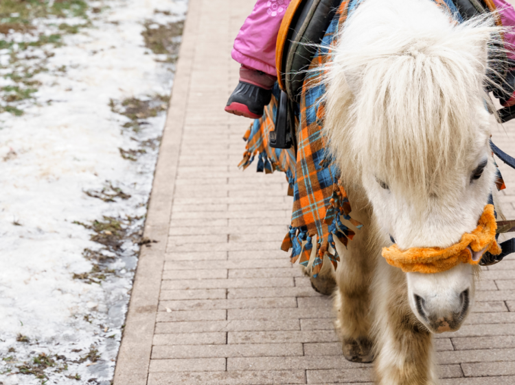 balade poney noël paimpol