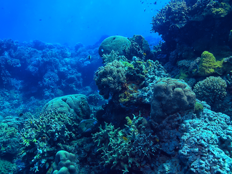 environnement marin coraux mer